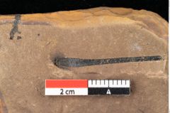 Foto (Detailsansicht) von Quercus palaeoilex Ettingshausen (NHMW-GEO-2024-0188-0877)